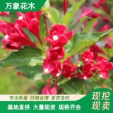 直供基地紅王子錦帶花苗 耐寒耐陰耐旱彩色綠籬護坡花卉 園林綠化