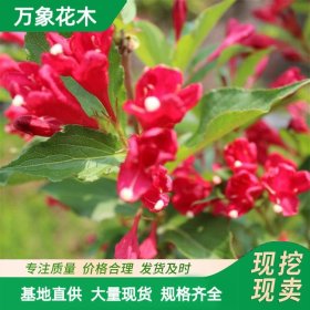 直供基地红王子锦带花苗 耐寒耐阴耐旱彩色绿篱护坡花卉 园林绿化