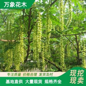 直供枫杨苗 园林绿化工程 花坛花镜绿化造景 配植 景区观叶苗木