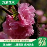 直供萬(wàn)象花木 特選碧桃 喜陽(yáng)光 耐旱 具有很高的觀賞價(jià)值