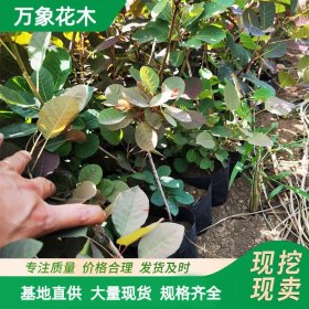 直供长期 红栌 四季种植庭院风景树苗 品相好颜值高红栌杯苗