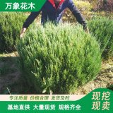 直供基地出售偃柏球四季常绿园林绿化工程苗木 荒山造林植物