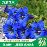 直供出售龍膽花 庭院公園花園露地花卉觀賞植苗圃 品相好顏值高 美麗