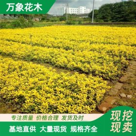 直供金叶枸骨 园林工程 四季常青 绿化景区庭园造景观赏配植行道树