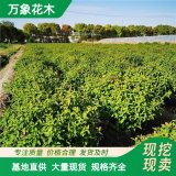 直供基地 观叶观花 金丝桃球 园林绿化工程苗木 适应性强根系发达