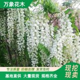 直供萬象花木 安了寺紫藤 落葉藤本植物 春季開花 適應(yīng)性強(qiáng)