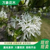 直供庭院綠化行道樹苗 流蘇樹苗 四月雪油根子小苗 流蘇樹 長期供應(yīng)