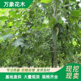 直供马褂木 树苗行道庭荫树 绿化风景树 新农村造景配植工程苗