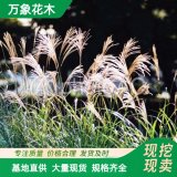 直供苗圃出售白羽芒苗 多年生草本 耐寒耐旱园林景区固土护坡观赏苗