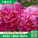 直供萬象花木供應(yīng)芍藥 花色艷麗耐寒 公園小區(qū)庭院綠化