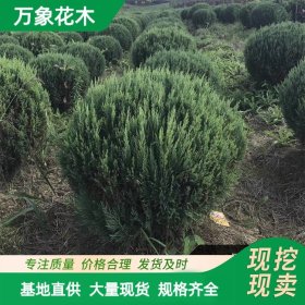 直供苗圃供应偃柏球树苗 荒山造林绿化工程苗 街道绿化风景树苗