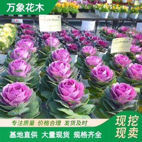 直供万象花木酸碱土壤花卉 羽衣甘蓝 绿叶 品种丰富 品质好