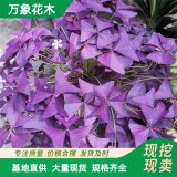 直供萬(wàn)象花木紫葉酢漿草小苗公園地被花卉庭院陽(yáng)臺(tái)盆栽耐干