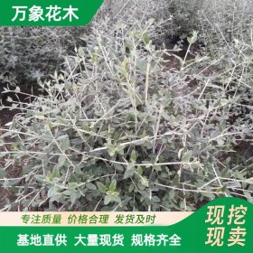 直供万象花木 水果兰球 耐寒耐干旱 城市绿化美化树种