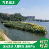 直供苗圃出售 人工浮島設(shè)計(jì) 景觀水處理、園林庭院造景植物