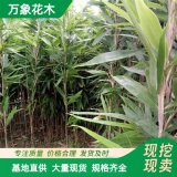 直供出售 箬竹苗 叢生 園林景觀庭院綠化竹類(lèi) 荒山護(hù)土固坡造景苗