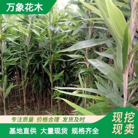 直供出售 箬竹苗 丛生 园林景观庭院绿化竹类 荒山护土固坡造景苗