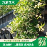 直供出售意大利大花絡(luò)石別名風(fēng)車茉莉 觀花綠化 喜光 喜暖 亦耐寒