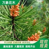 直供萬(wàn)象花木供應(yīng)白皮松小苗 樹姿優(yōu)美 風(fēng)景園林景觀樹