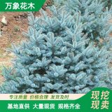 直供基地供应蓝色波尔瓦柏树 小区庭院道路观赏植物 园林绿化苗木