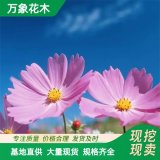 直供萬象花木出售 波斯菊苗 喜光 耐貧瘠 多年生草本植物