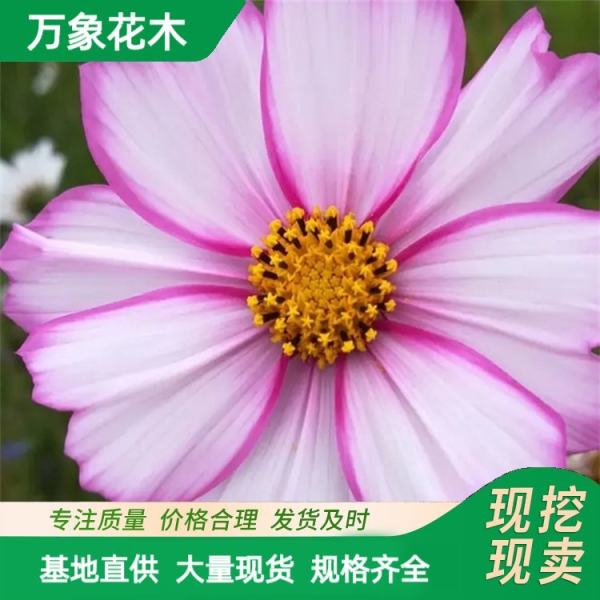 波斯菊苗