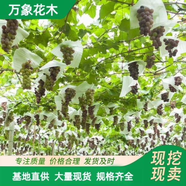 庭院围墙种植根系