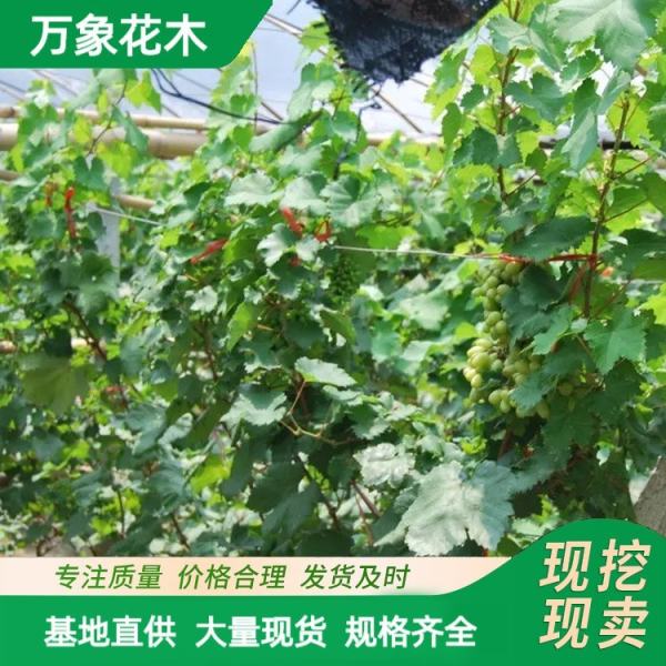 庭院围墙种植根系