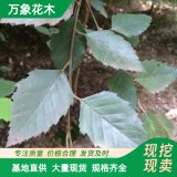 直供万象花木出售河桦 御冰霜 生长速度快 园林河道防护树