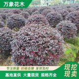 直供基地出售紅花繼木球 耐寒耐貧瘠 別墅庭院園林工程苗