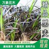 直供苗圃出售 花镜植物 黑 龙扁穗沿阶草 园林庭院造景绿化植物