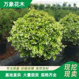 直供庭院爬藤植物風(fēng)車茉莉陽臺(tái)盆栽銀絲 意大利絡(luò)石四季常青濃芳香