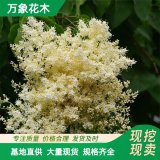 直供萬象花木供應(yīng) 暴馬丁香 耐寒耐貧瘠 公園庭院綠化美景