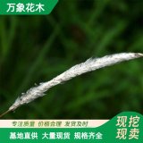 直供基地出售白茅苗木 庭院小区观赏植物苗木 园林公园绿化工程苗