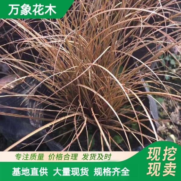 万象花木棕叶苔草