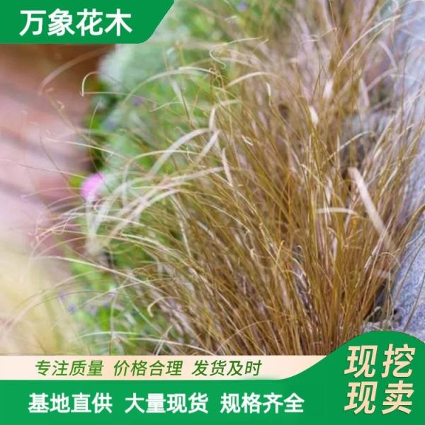 万象花木棕叶苔草