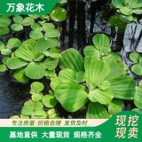 万象出售茭白 花坛花镜租摆 净化水质池塘河道绿化种植易成活