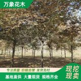 直供萬象花木出售 日本光葉櫸 城市路旁防風(fēng)樹 公園造景苗木