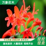 火星花 耐寒夏季觀花 基地 多種規(guī)格 宿根花卉 品種