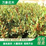 小叶蚊母 土球好 冠幅好 花灌木 地被 色块类 草花类 乔木苗圃苗