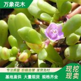 萬(wàn)象花木出售海馬齒 海岸植物 生命力超強(qiáng) 防風(fēng)固沙護(hù)岸