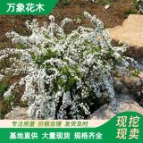 萬象花木 柔毛繡線菊 觀賞性好 耐寒 適應力強 庭院種植