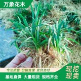 基地出售 5cm玉龍草小苗 庭院配植地被護(hù)坡草 道路色塊苗木