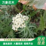 万象花木高山蓍草 地被绿化造景工程苗 花镜花坛色块苗