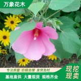 萬象花木大花秋葵基地 花期6-9月 耐高溫 開花旺盛