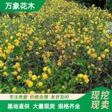 万象花木出售棣棠篱 花黄绚丽 园林树荫绿化 行栽花篱 花丛