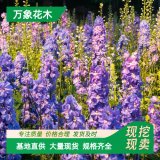 萬象花木大花飛燕草 翠雀小苗 道路綠化花壇花鏡用苗