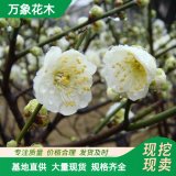 基地紅梅樹苗 綠梅苗 行道風(fēng)景樹苗 園林綠化工程 梅花小苗