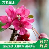 萬象花木出售亞當(dāng)海棠 抗性強易管理 公園巖石旁點綴