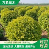 万象花木出售金宝石钝齿冬青苗木 庭院栽培 盆景材料